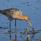 Uferschnepfe (Limosa limosa)