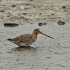 Uferschnepfe (Limosa limosa)