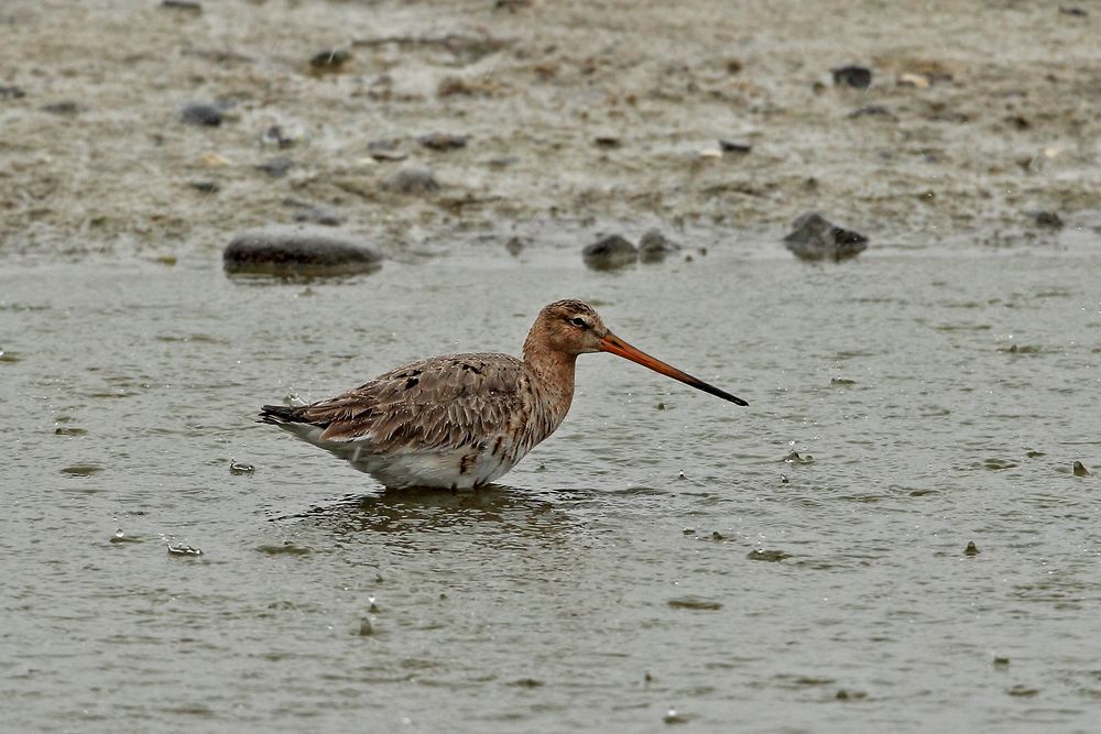 Uferschnepfe (Limosa limosa)