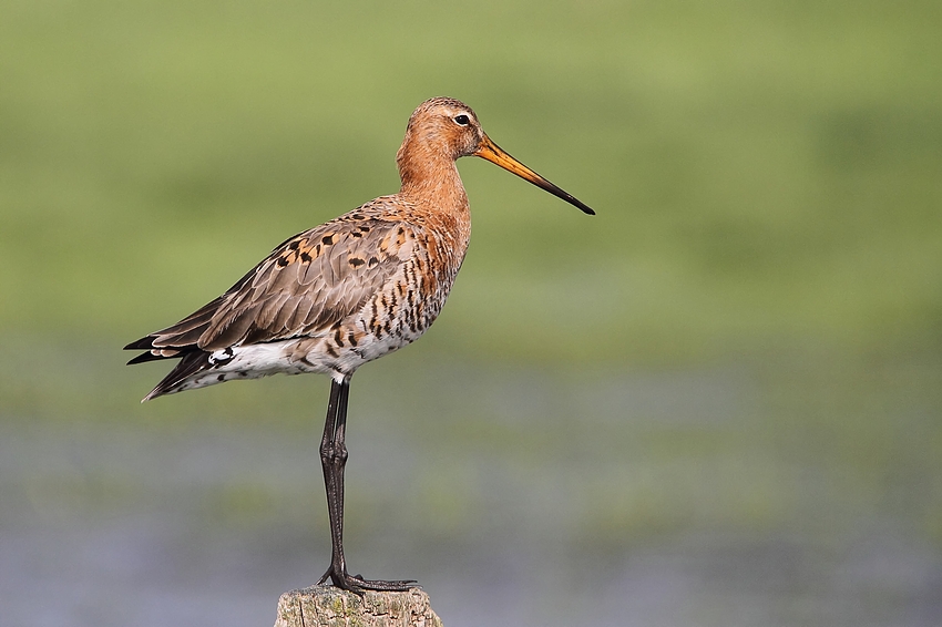 Uferschnepfe (Limosa limosa)