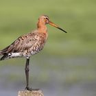 Uferschnepfe (Limosa limosa)