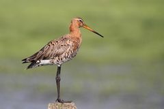 Uferschnepfe (Limosa limosa)