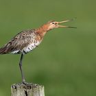 Uferschnepfe (Limosa limosa)