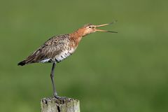 Uferschnepfe (Limosa limosa)