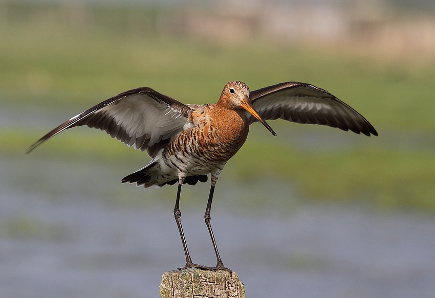 Uferschnepfe (Limosa limosa)