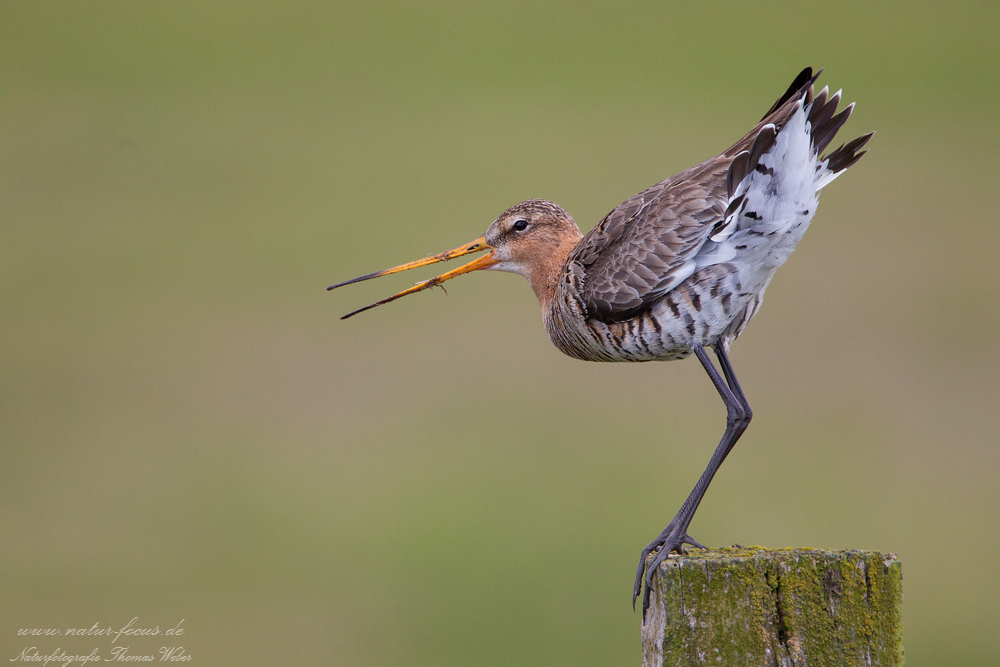 Uferschnepfe (Limosa limosa)