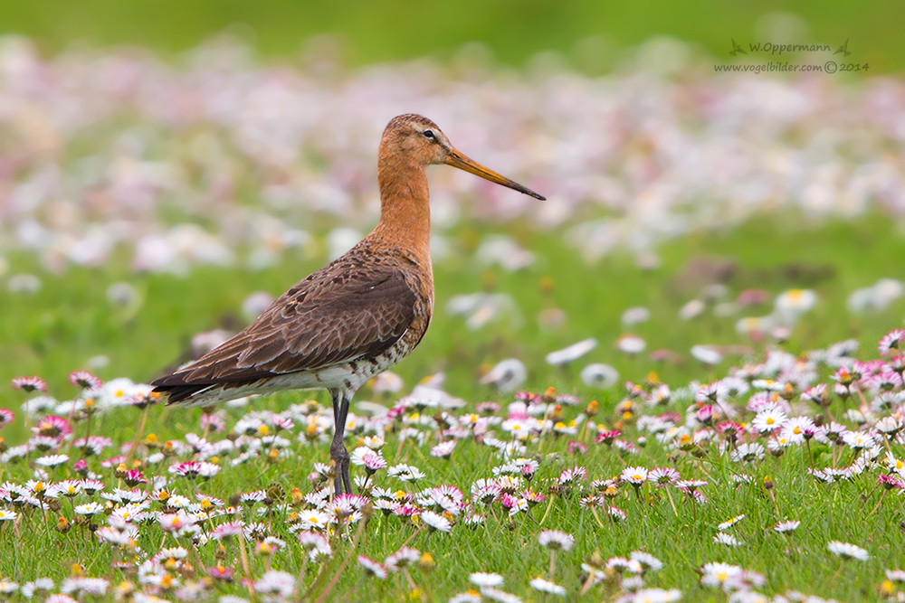 Uferschnepfe (Limosa limosa)