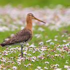 Uferschnepfe (Limosa limosa)