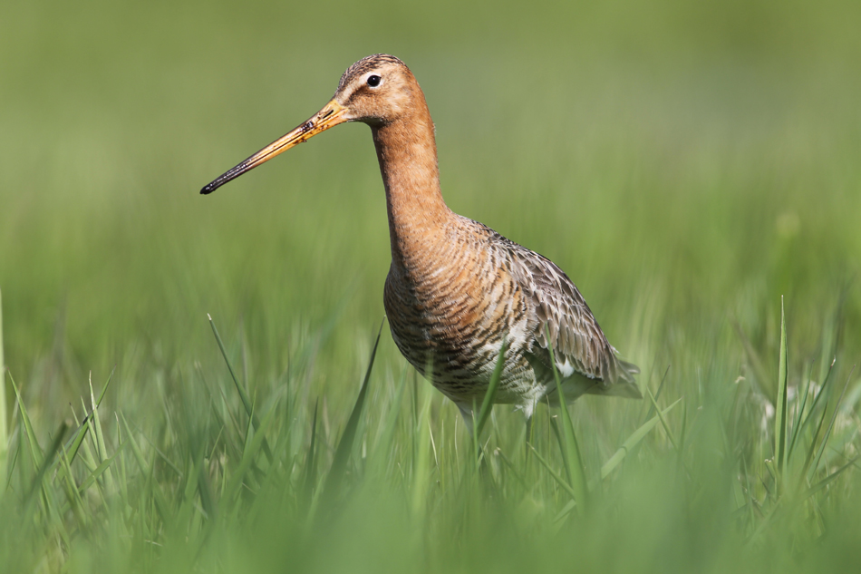 Uferschnepfe (Limosa limosa)