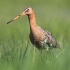 Uferschnepfe (Limosa limosa)