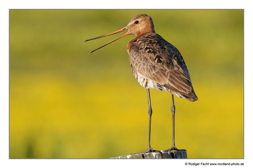 Uferschnepfe (Limosa limosa)