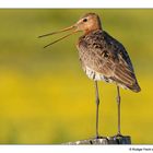 Uferschnepfe (Limosa limosa)