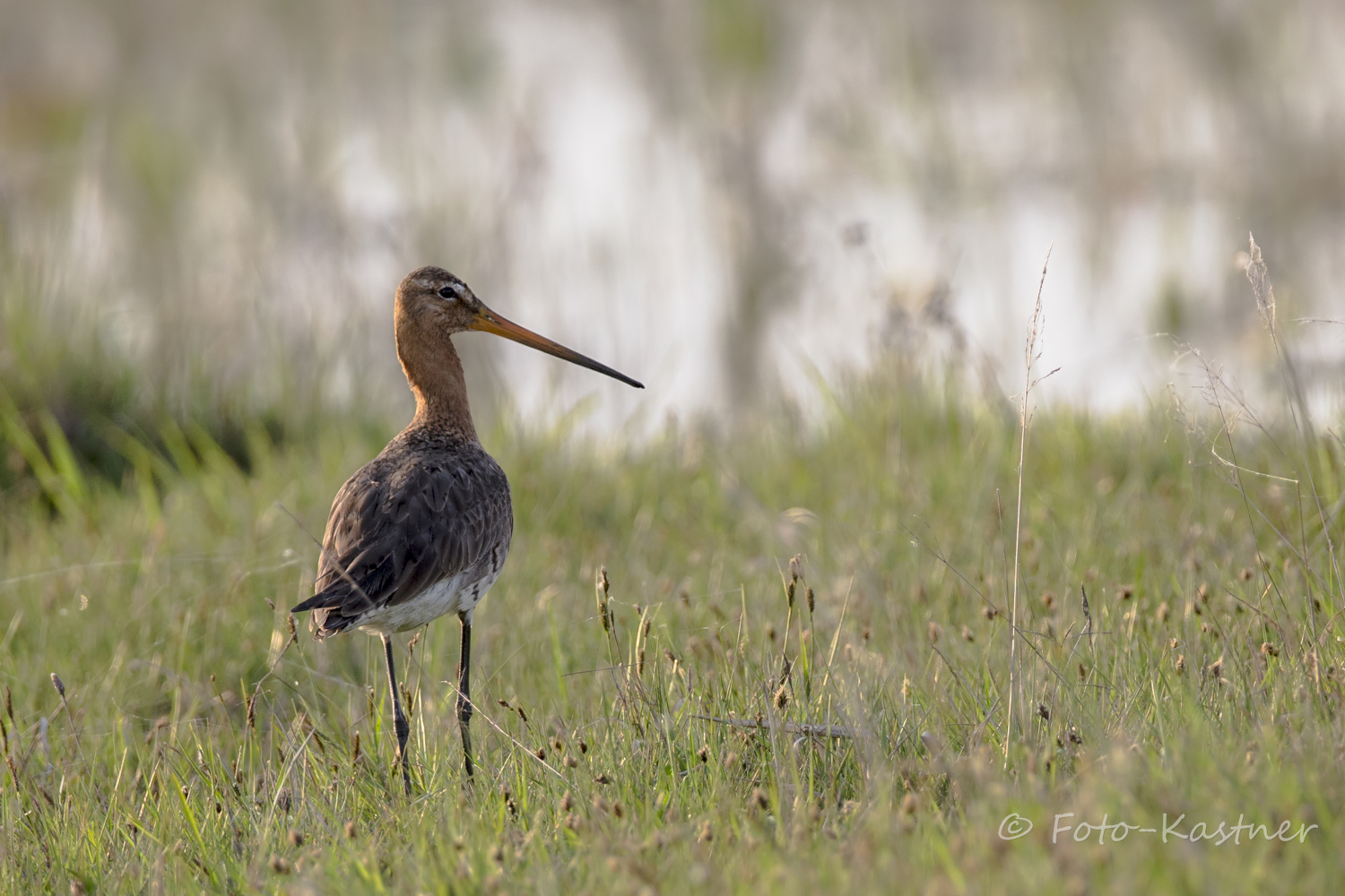 Uferschnepfe (Limosa limosa)