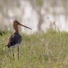 Uferschnepfe (Limosa limosa)