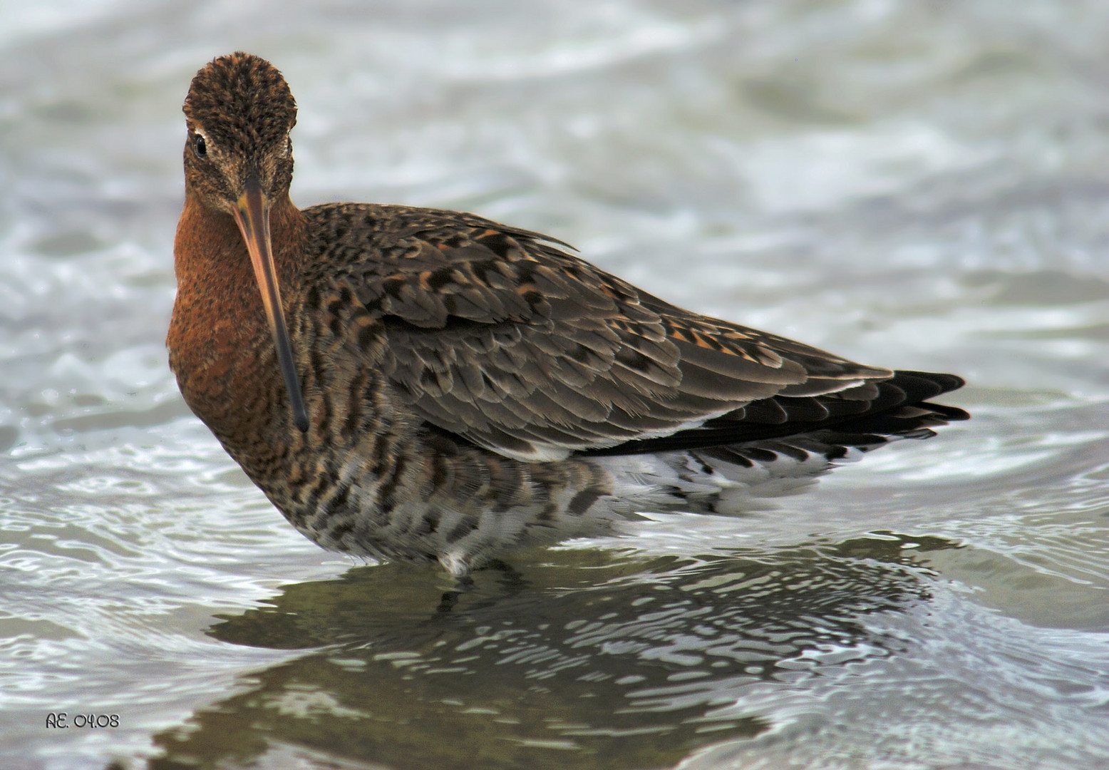 Uferschnepfe ( Limosa limosa )