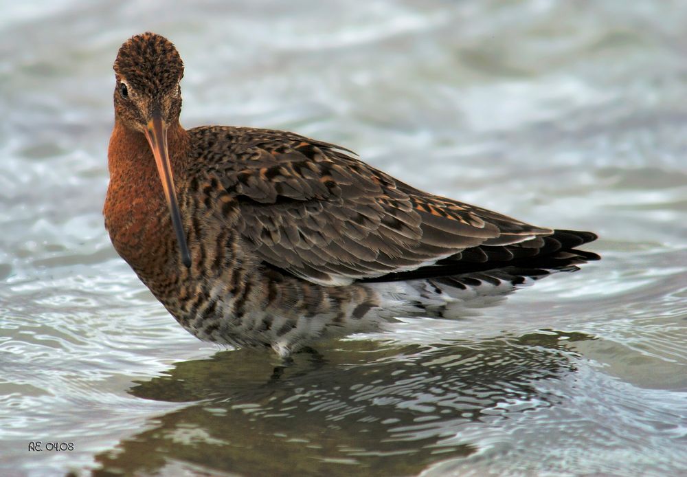 Uferschnepfe ( Limosa limosa )