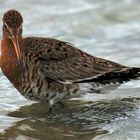 Uferschnepfe ( Limosa limosa )