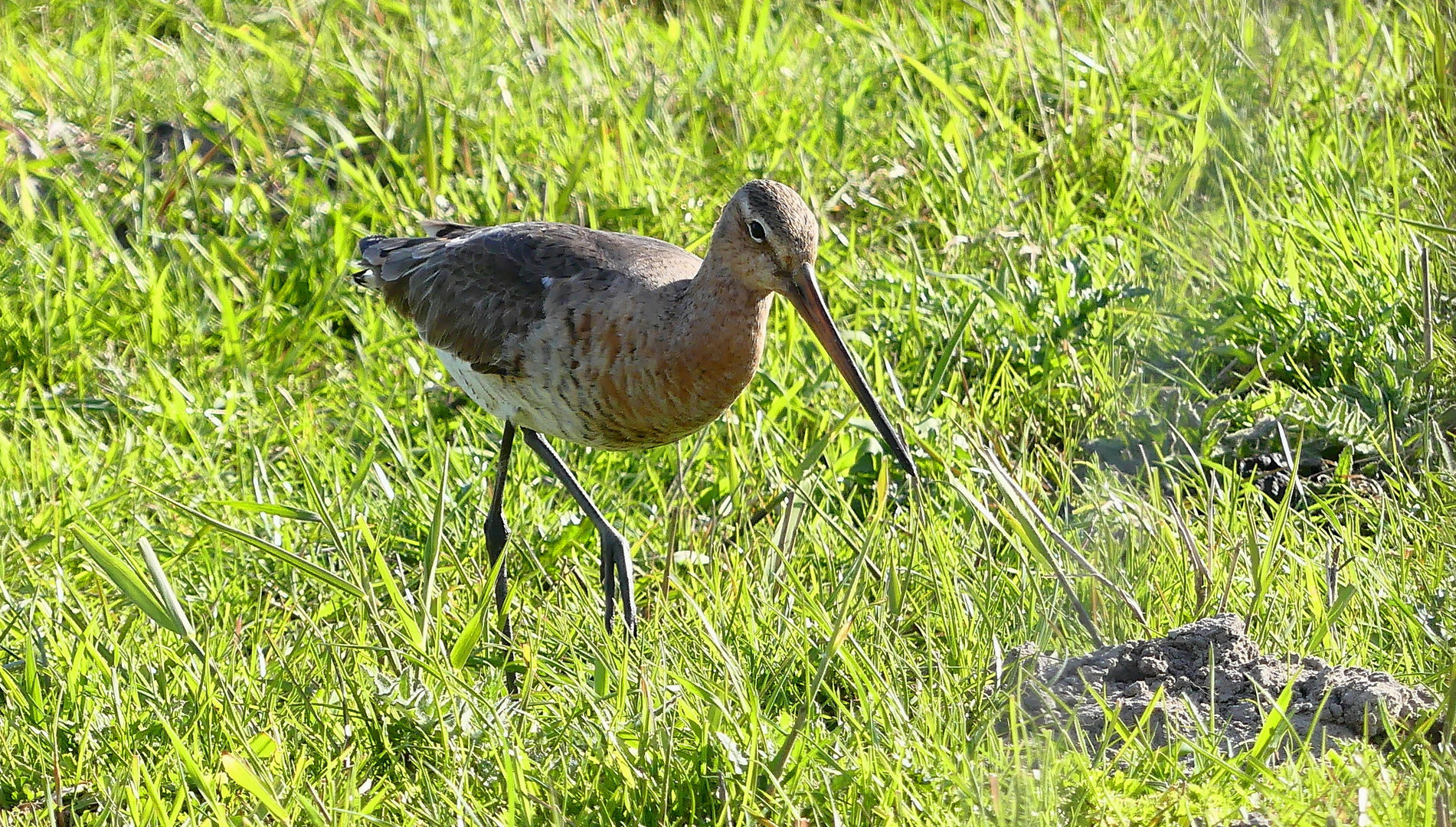 Uferschnepfe (Limosa limosa)