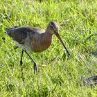 Uferschnepfe (Limosa limosa)