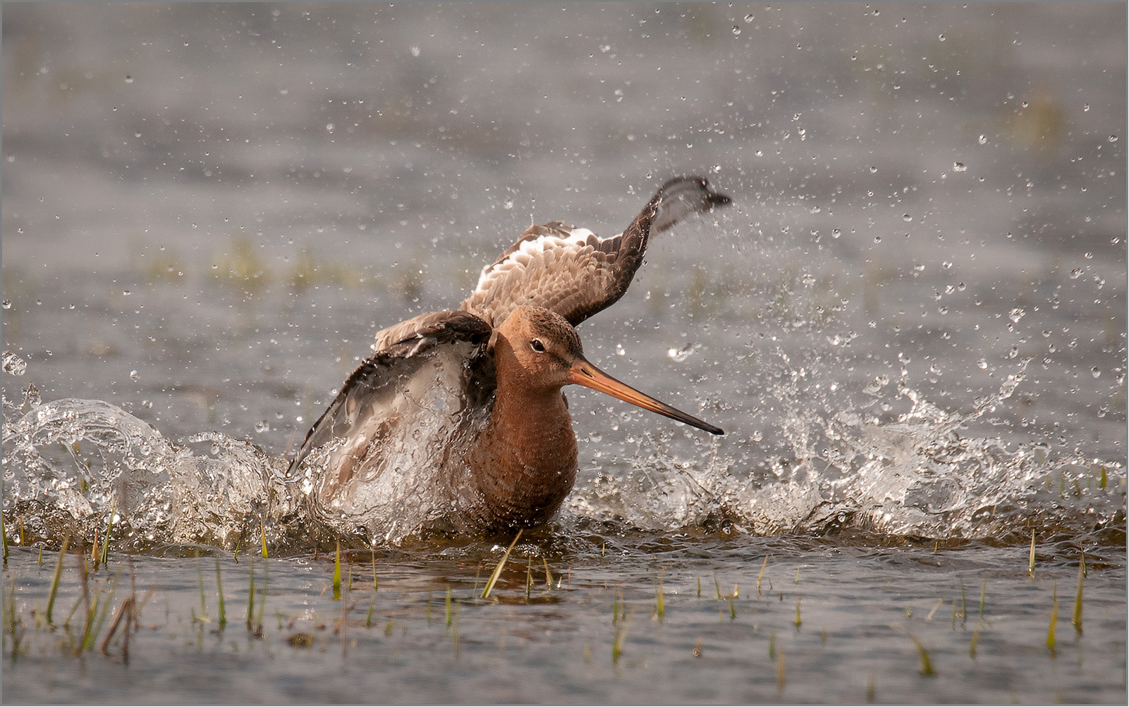 Uferschnepfe  -  Limosa limosa