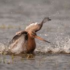 Uferschnepfe  -  Limosa limosa