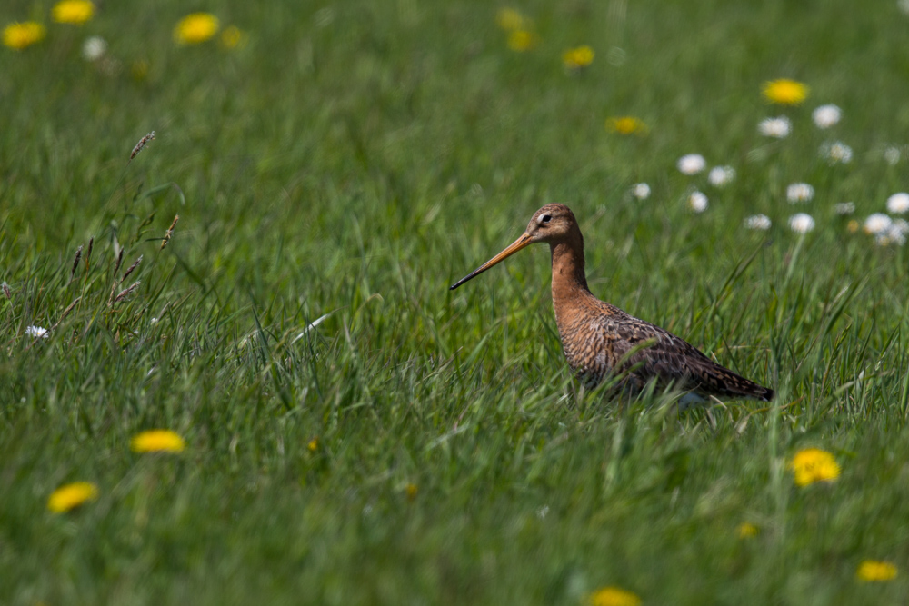 Uferschnepfe (Limosa limosa) II