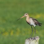 Uferschnepfe (Limosa limosa) im Ochsenmoor