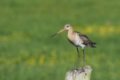 Uferschnepfe (Limosa limosa) im Ochsenmoor