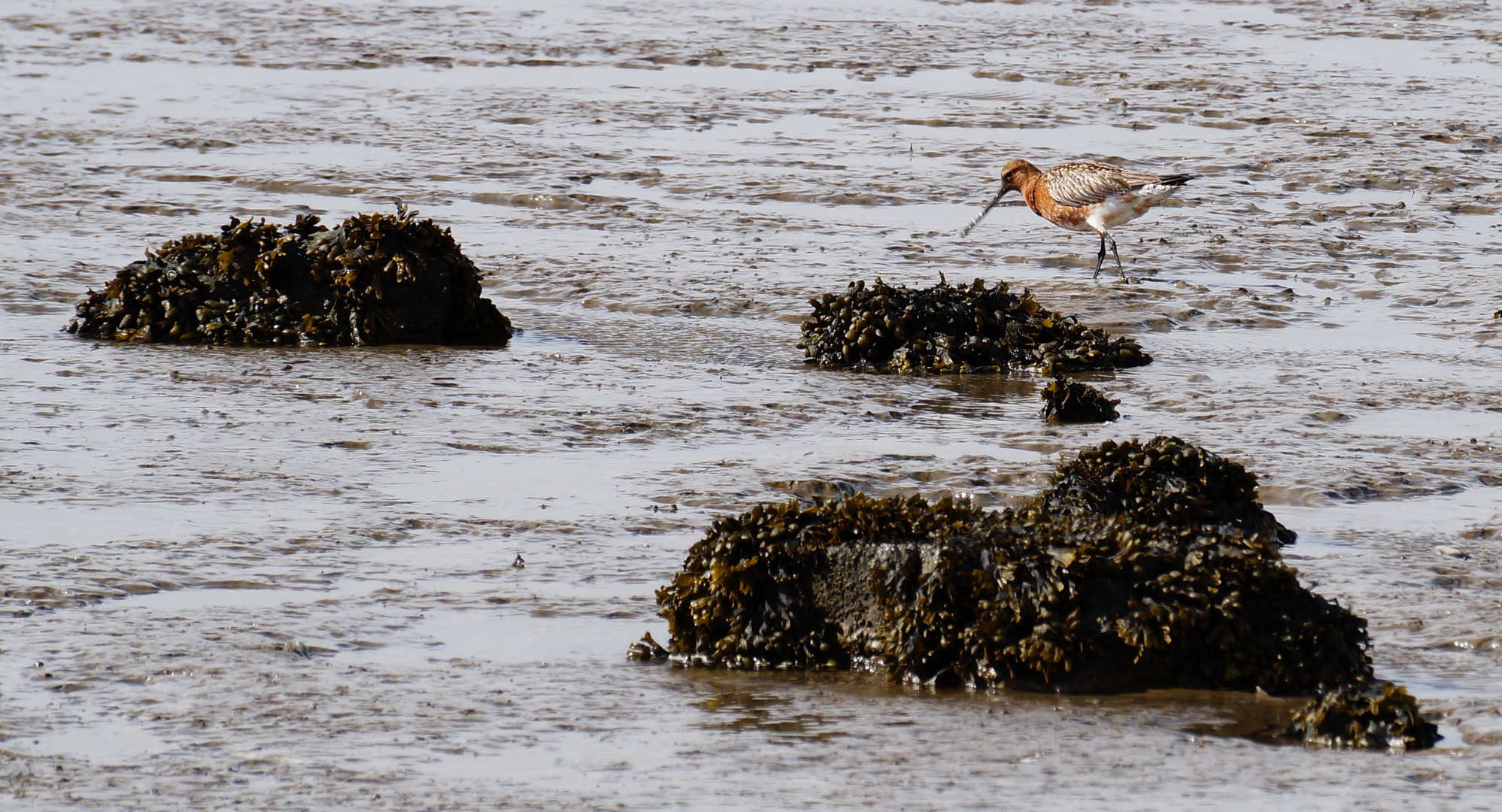 Uferschnepfe (Limosa limosa) im Prachtkleid....