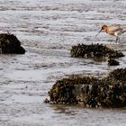 Uferschnepfe (Limosa limosa) im Prachtkleid....