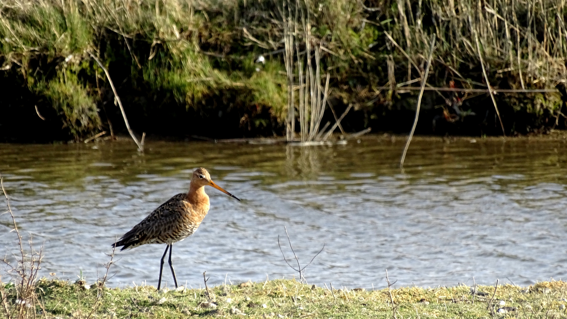 Uferschnepfe (Limosa limosa) - Männchen - im Prachtkleid)