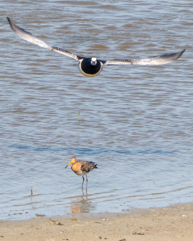 Uferschnepfe Überflug