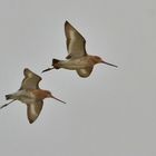 Uferschnepfen im Flug