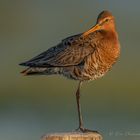 Uferschnepfen im Habitat