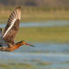 Uferschnepfen im Habitat