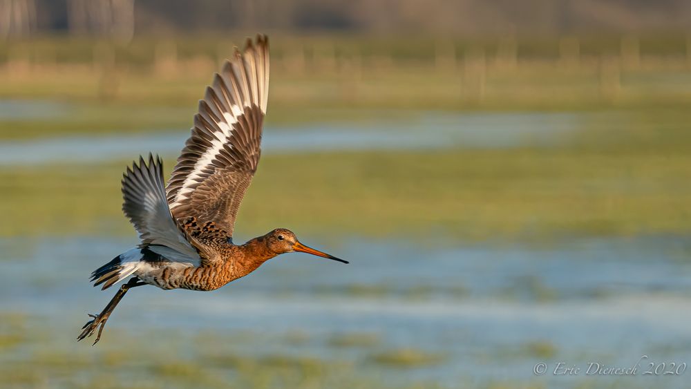 Uferschnepfen im Habitat