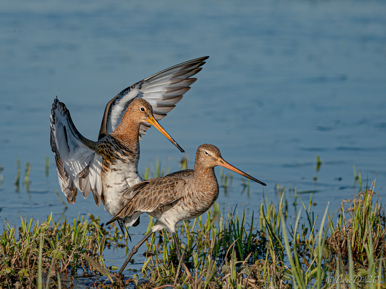 Uferschnepfen im Habitat