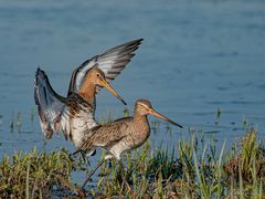 Uferschnepfen im Habitat