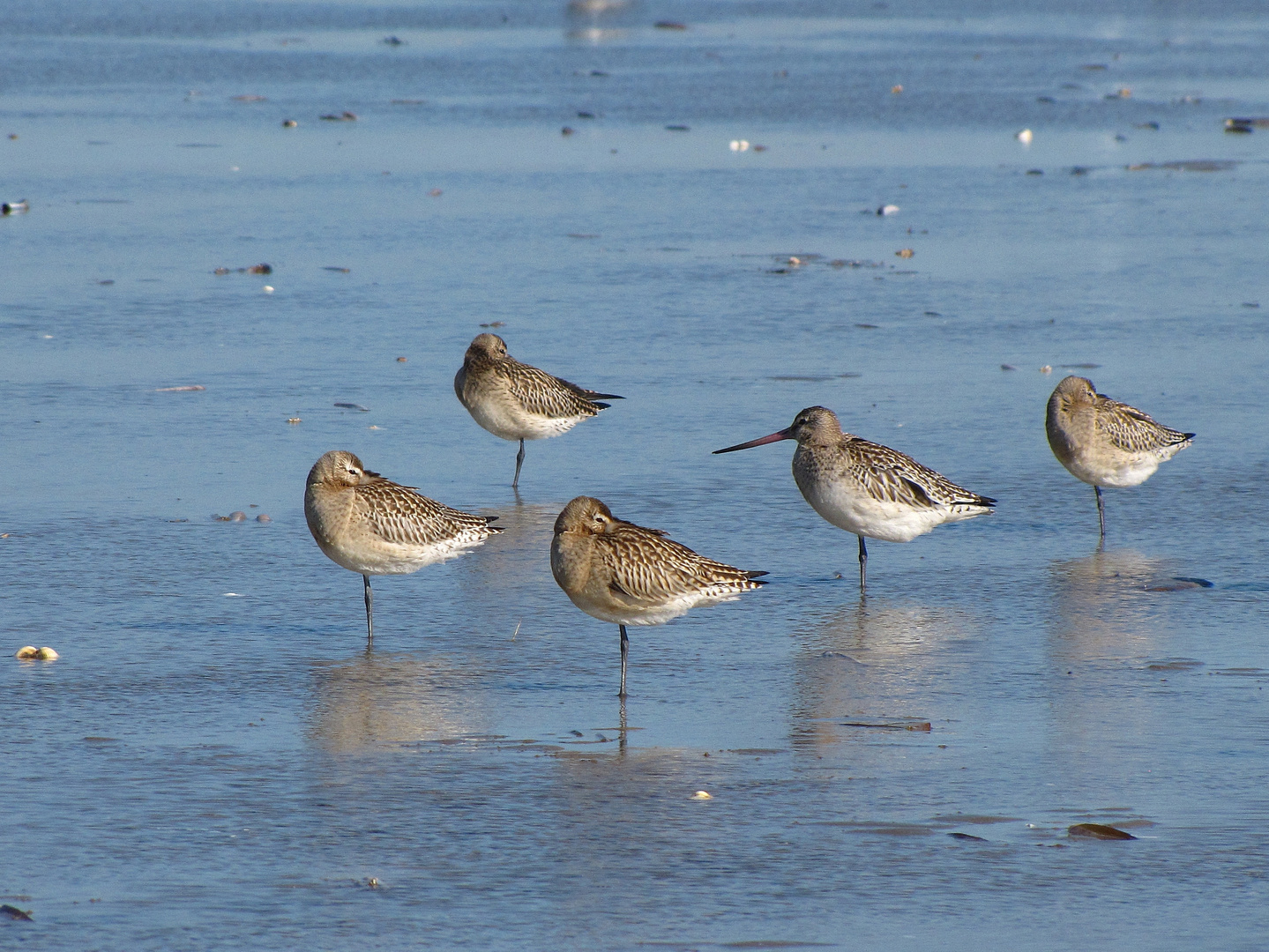 Uferschnepfen im Wattenmeer vor Fanoe / DK Foto &amp; Bild tiere