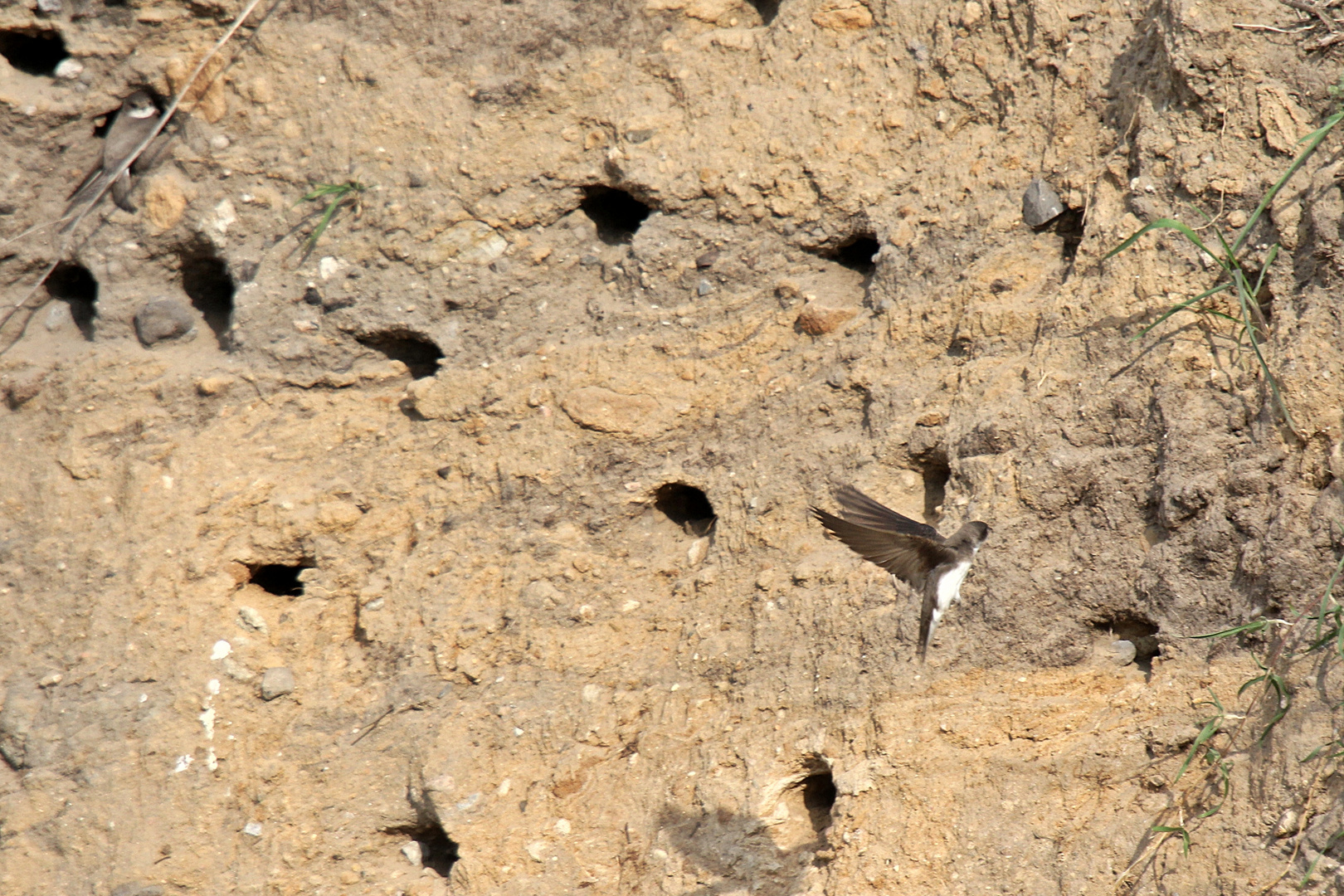 Uferschwalbe im Anflug