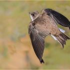 Uferschwalbe im Aufwärtsflug