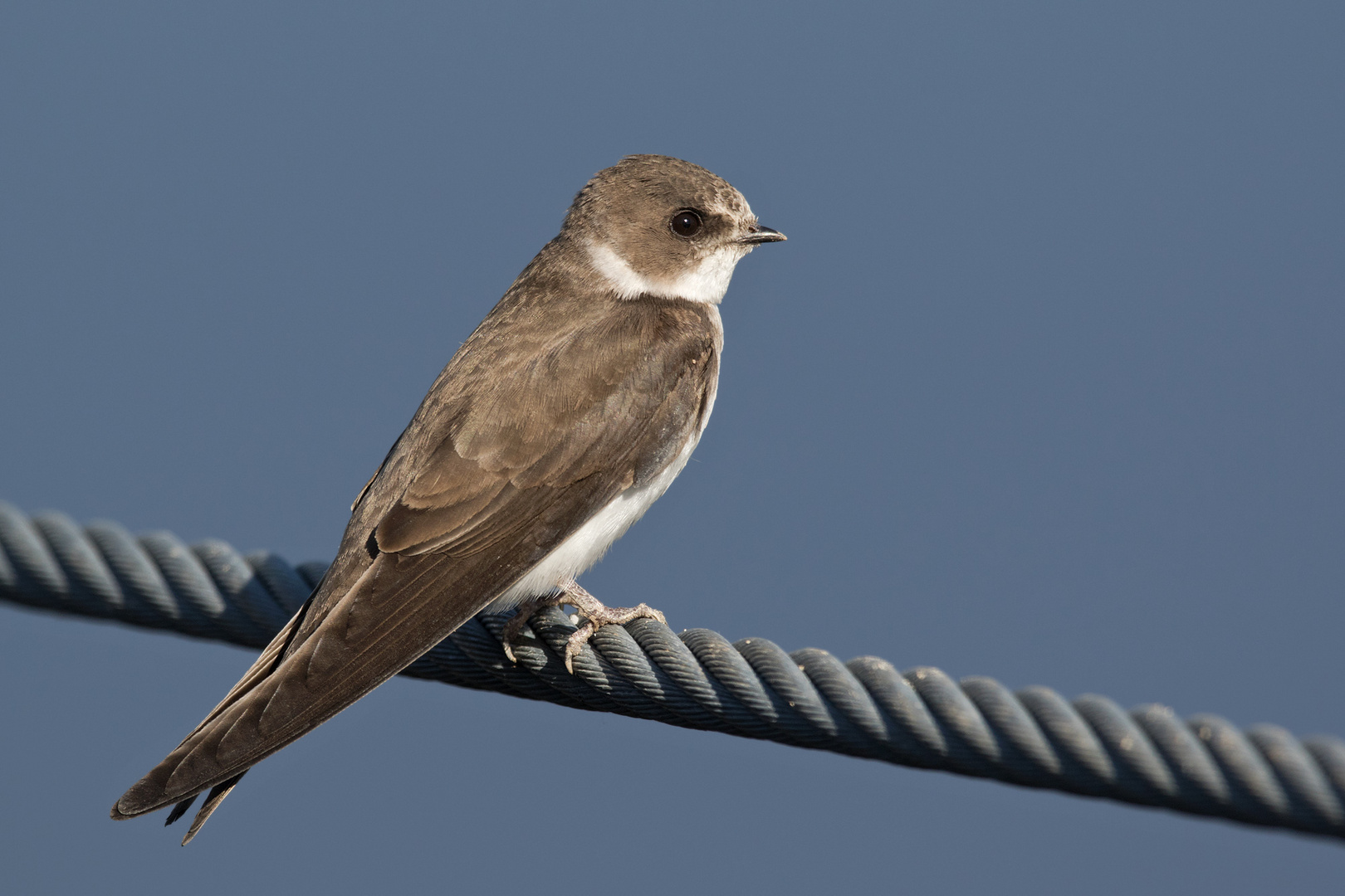 Uferschwalbe (Riparia riparia)