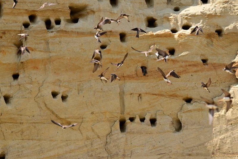 Uferschwalben im Erdinger Holzland