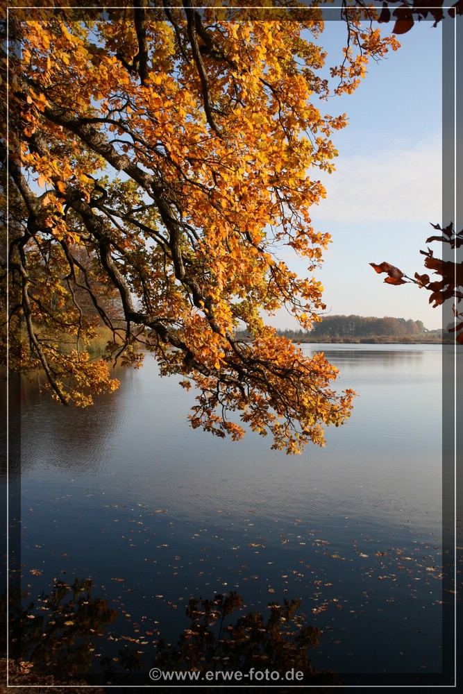 Uferstimmung mit Herbstwald