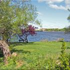 Uferszene am Charles River i. Boston (1)