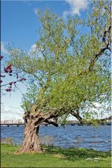 Uferszene am Charles River i. Boston (2)