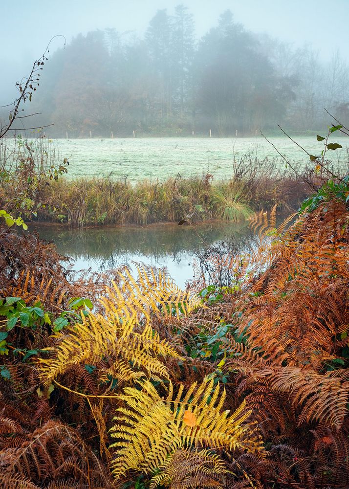 Ufervegetation