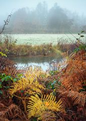 Ufervegetation