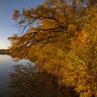 Ufervegetation im Herbstlicht