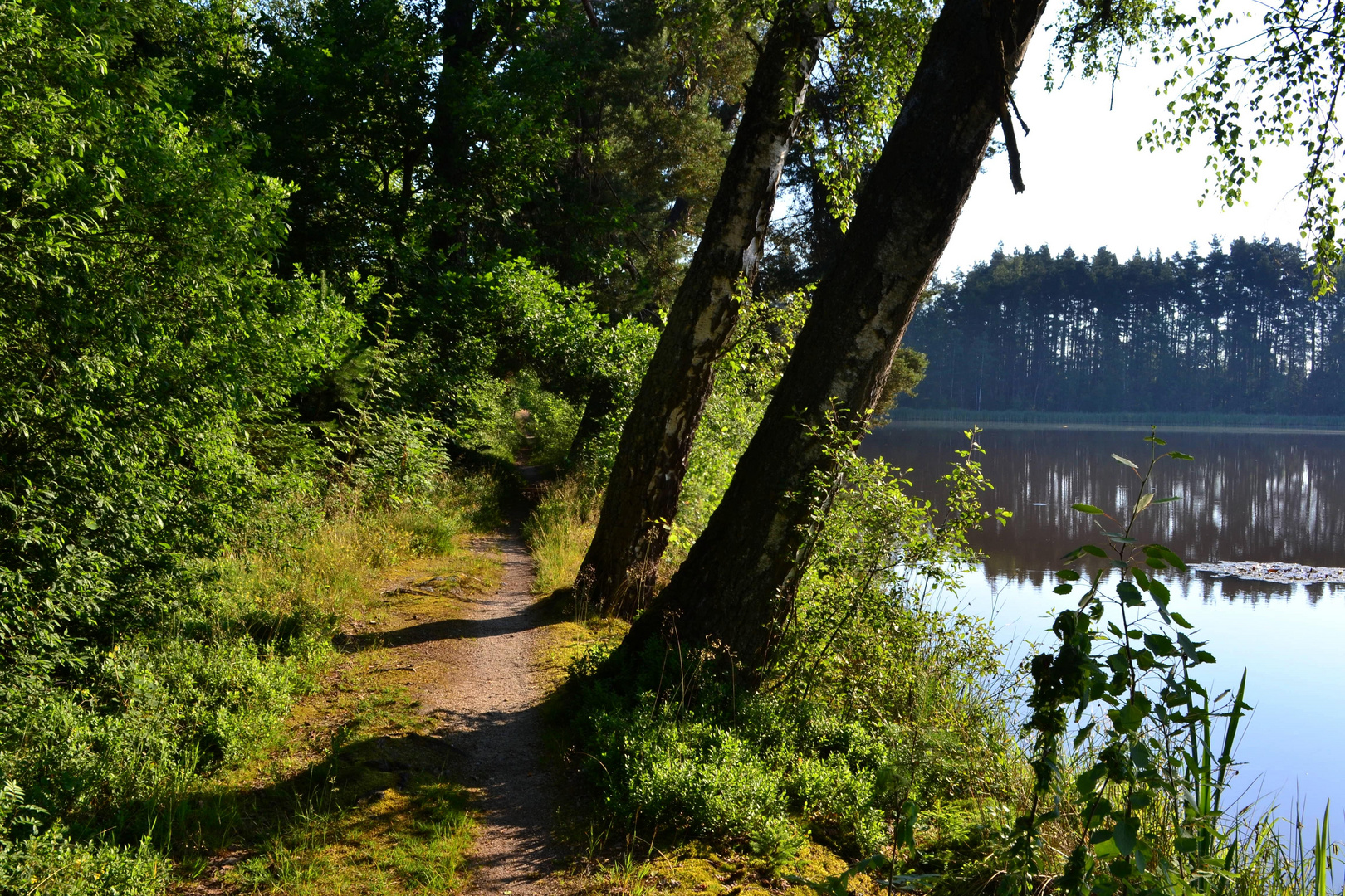 Uferweg am Englmannsteich - 2. Juli 2015